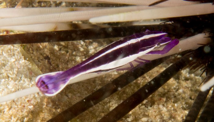 Purple Urchin Shrimp